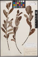 Foto von Salix cinerea L.